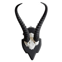 Load image into Gallery viewer, Antelope Horns
