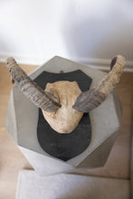 Load image into Gallery viewer, Unique Horn with Wooden Wall Mount
