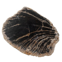 Load image into Gallery viewer, Organic Petrified Wood Slab Decor
