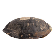 Load image into Gallery viewer, Decorative Turtle Shell
