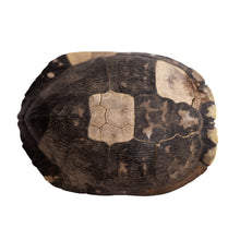 Load image into Gallery viewer, Decorative Turtle Shell
